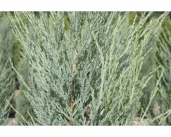 Blauer Säulenwacholder FloraSelf Juniperus Scopulorum 'Blue Arrow' H 60-80 Cm Co 6 L -FloraSelf Geschäft DV 8 6144985 03 4c DE 20200313151651