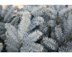 Blaue Stechfichte Stämmchen FloraSelf Picea Pungens 'Glauca Globosa' H 40 Cm Co 10 L -FloraSelf Geschäft DV 8 6144987 01 4c DE 20181010121750