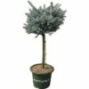 Blaue Stechfichte Stämmchen FloraSelf Picea Pungens 'Glauca Globosa' H 40 Cm Co 10 L -FloraSelf Geschäft DV 8 6144987 03 4c DE 20200314214700