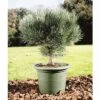 Blaue Waldkiefer Stämmchen FloraSelf Pinus Sylvestris 'Watereri' H 40 Cm Co 10 L -FloraSelf Geschäft DV 8 6144990 02 4c DE 20181010121750