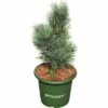 Blaue Zirbelkiefer FloraSelf Pinus Cembra 'Glauca' H 20-25 Cm Co 3,7 L -FloraSelf Geschäft DV 8 6144997 02 4c DE 20200314214659