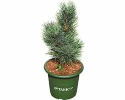 Blaue Zirbelkiefer FloraSelf Pinus Cembra 'Glauca' H 20-25 Cm Co 3,7 L