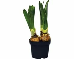 Narzisse, Osterglocke FloraSelf Narcissus Pseudonarcissus 'Attraction' Ø 12 Cm Topf