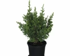 FloraSelf Scheinzypresse 'Little Spire' H 20-25 Cm, Topfgewachsener Mini Weihnachtsbaum Co 0,8 L