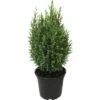 FloraSelf Scheinzypresse H 20-30 Cm, Mini Weihnachtsbaum Zur Pflanzung Geeignet Co 0,8 L -FloraSelf Geschäft DV 8 6196427 01 4c DE 20180129175548