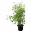 FloraSelf Elfenbeinbambus, Schirmbambus Fargesia Murialeae 'Ivory Ibis' H 80-100 Cm Co 10 L -FloraSelf Geschäft DV 8 6221685 01 4c DE 20221017121755