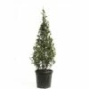 Glanzmispel FloraSelf Photinia Fraseri 'Robusta Compacta' H 100-125 Cm Co 20 L -FloraSelf Geschäft DV 8 6236380 04 4c CH 20201218114755