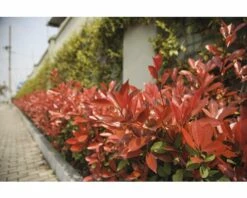 Glanzmispel FloraSelf Photinia Fraseri 'Robusta Compacta' H 50-70 Cm Co 4 L -FloraSelf Geschäft DV 8 6236380 05 4c DE 20220211081756