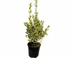 Spindelstrauch FloraSelf Euonymus Japonicus 'Bravo' H 60-80 Cm Co 10 L -FloraSelf Geschäft DV 8 6236385 02 4c DE 20180208120235