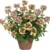 Elfenspiegel FloraSelf Nemesia X Hybride 'Nesia Banana Swirl' Ø 12 Cm Topf -FloraSelf Geschäft DV 8 6239418 01 4c DE 20170315185339