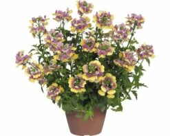 Elfenspiegel FloraSelf Nemesia X Hybride 'Nesia Banana Swirl' Ø 12 Cm Topf