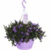 Glockenblume Ampel Floraself Campanula Portenschlagiana 'Ambella Purple' Ø 25 Cm Topf -FloraSelf Geschäft DV 8 6251203 01 4c NL 20210210151656