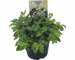 Oregano FloraSelf Origanum Vulgare 'Kreta' Ø 12 Cm Topf -FloraSelf Geschäft DV 8 6254027 01 4c DE 20190515053131