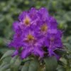 Großblumige Alpenrose FloraSelf Rhododendron Hybride Dunkellila H 40-50 Cm Co 7,5 L -FloraSelf Geschäft DV 8 6258337 01 4c DE 20170323215746