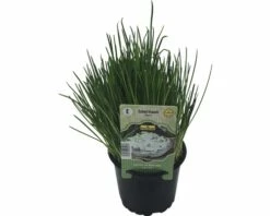 Schnittlauch FloraSelf Allium Schoenoprasum 'Staro' Ø 12 Cm Topf -FloraSelf Geschäft DV 8 6258912 02 4c DE 20190515051753