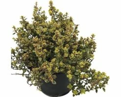 Goldthymian FloraSelf Thymus Citriodorus 'Mystic Lemon' Ø 12 Cm Topf -FloraSelf Geschäft DV 8 6258916 02 4c DE 20190402091758