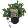 Marokkanische Minze FloraSelf Mentha Spicata 'Marokko' Ø 12 Cm Topf -FloraSelf Geschäft DV 8 6258922 01 4c DE 20190515060343