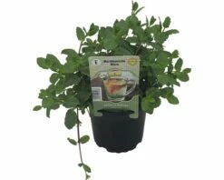 Marokkanische Minze FloraSelf Mentha Spicata 'Marokko' Ø 12 Cm Topf