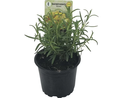 Rosmarin FloraSelf Rosmarinus Officinalis 'Abraxas' Ø 12 Cm Topf 4 Rosmarin FloraSelf Rosmarinus Officinalis 'Abraxas' Ø 12 Cm Topf – Bild 2