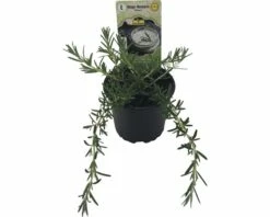 Hänge-Rosmarin FloraSelf Rosmarinus Officinalis 'Riviera' Ø 12 Cm Topf 5 Hänge-Rosmarin FloraSelf Rosmarinus Officinalis 'Riviera' Ø 12 Cm Topf -FloraSelf Geschäft DV 8 6258931 01 4c DE 20190515071436