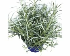 Currykraut FloraSelf Helichrysum Italicum 'Aladin' Ø 12 Cm Topf 6 Currykraut FloraSelf Helichrysum Italicum 'Aladin' Ø 12 Cm Topf -FloraSelf Geschäft DV 8 6258932 01 4c DE 20190402091758