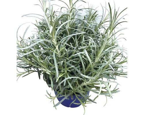 Currykraut FloraSelf Helichrysum Italicum 'Aladin' Ø 12 Cm Topf 4 Currykraut FloraSelf Helichrysum Italicum 'Aladin' Ø 12 Cm Topf – Bild 2