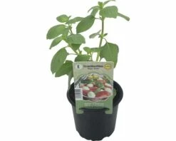 Strauchbasilikum FloraSelf Ocimum Hybrida 'Magic White' Ø 12 Cm Topf