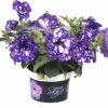 Hänge-Petunie FloraSelf Petunia Pendula 'Night Sky' Ø 10,5 Cm Topf -FloraSelf Geschäft DV 8 6269865 08 4c DE 20190516051800