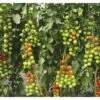 Cherrytomate 'Favorita' F1 FloraSelf Ø 12 Cm Topf Veredelt -FloraSelf Geschäft DV 8 6272286 01 4c DE 20200501051659
