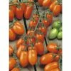Pflaumen-Cherrytomate 'Santorange' F1 FloraSelf Ø 12 Cm Topf Veredelt -FloraSelf Geschäft DV 8 6272289 01 4c DE 20200501051659