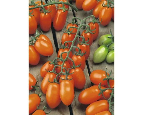 Pflaumen-Cherrytomate 'Santorange' F1 FloraSelf Ø 12 Cm Topf Veredelt 3 Pflaumen-Cherrytomate 'Santorange' F1 FloraSelf Ø 12 Cm Topf Veredelt