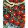 Tomate FloraSelf Lycopersicum Esculentum Var. Esculentum 'Piccolino' Ø 12 Cm Topf -FloraSelf Geschäft DV 8 6272291 01 4c DE 20200417121656