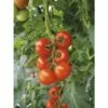 Freiland-Strauchtomate 'Philona' F1 FloraSelf Ø 12 Cm Topf Veredelt -FloraSelf Geschäft DV 8 6272295 01 4c DE 20200501051659
