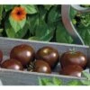 Schokoladen-Tomate 'Kakao' F1 FloraSelf Ø 12 Cm Topf Veredelt -FloraSelf Geschäft DV 8 6272297 01 4c DE 20200501051659
