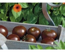 Schokoladen-Tomate 'Kakao' F1 FloraSelf Ø 12 Cm Topf Veredelt