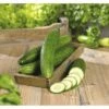 Gurke FloraSelf Cucumis Sativa 'Fitness' Ø 12 Cm Topf -FloraSelf Geschäft DV 8 6272306 01 4c DE 20200417121656