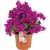 FloraSelf Drillingsblume Bougainvillea Sanderiana ''Renate' H 35 Cm Ø 19 Cm Topf