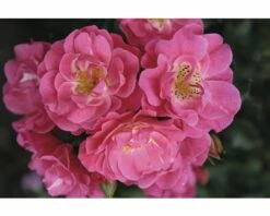 Duftrose Strauchrose Floraself Rosa X Hybride H 30-60 Cm Co 5 L Rosa In Sorten