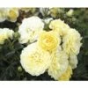 Edelrose FloraSelf Rosa X Hybride H 30-60 Cm Co 5 L Gelb, Orange In Sorten -FloraSelf Geschäft DV 8 6290807 01 4c DE 20171129145906