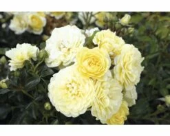 Edelrose FloraSelf Rosa X Hybride H 30-60 Cm Co 5 L Gelb, Orange In Sorten