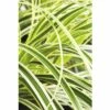 Japan-Segge FloraSelf Carex Morrowii 'Feather Falls' H 5-30 Cm Co 3 L -FloraSelf Geschäft DV 8 6291706 01 4c DE 20210113084758