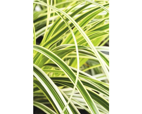 Japan-Segge FloraSelf Carex Morrowii 'Feather Falls' H 5-30 Cm Co 3 L 3 Japan-Segge FloraSelf Carex Morrowii 'Feather Falls' H 5-30 Cm Co 3 L