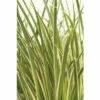 Grasartiger Kalmus FloraSelf Acorus Gramineus 'Argenteostriatus' H 5-30 Cm T14 Cm -FloraSelf Geschäft DV 8 6291707 01 4c DE 20210201131654