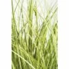 Buntblättrige Garten-Segge FloraSelf Carex Brunnea 'Aureovariegata' H 5-10 Cm T 14 Cm -FloraSelf Geschäft DV 8 6291708 01 4c DE 20210111094657 2