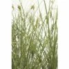 Buntblättrige Garten-Segge FloraSelf Carex Brunnea 'Variegata' H 5-15 Cm T 14 -FloraSelf Geschäft DV 8 6291709 01 4c DE 20210111094757