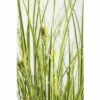 Ziersegge FloraSelf Carex Brunnea 'Lady Sunshine' H 10-30 Cm Co 3 L -FloraSelf Geschäft DV 8 6291710 01 4c DE 20210111094657