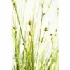 Garten-Segge FloraSelf Carex Brunnea H 5-20 Cm Co 3 L -FloraSelf Geschäft DV 8 6291711 01 4c DE 20210111094757