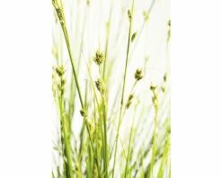 Garten-Segge FloraSelf Carex Brunnea H 5-20 Cm Co 3 L