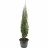 FloraSelf Blauer Säulenwacholder Juniperus Scopulorum 'Blue Arrow' H 80-100 Cm Co 10 L -FloraSelf Geschäft DV 8 6295352 01 4c DE 20190130090835