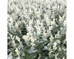 Kriechspindel FloraSelf Euonymus Fortunei 'Harlequin' H 20-25 Cm Co 2 L (3 Stk.)